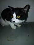 Male Mixed Breed British Shorthair, 6-12 Months - 1