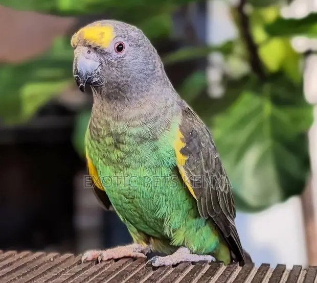 Sudan Brown Parrot - Adult Male - 1