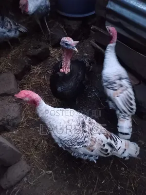 Three Male Turkeys for Sale