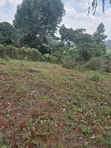 Ready to Build 40x60 Plots for Sale in Wangige Cura - 3