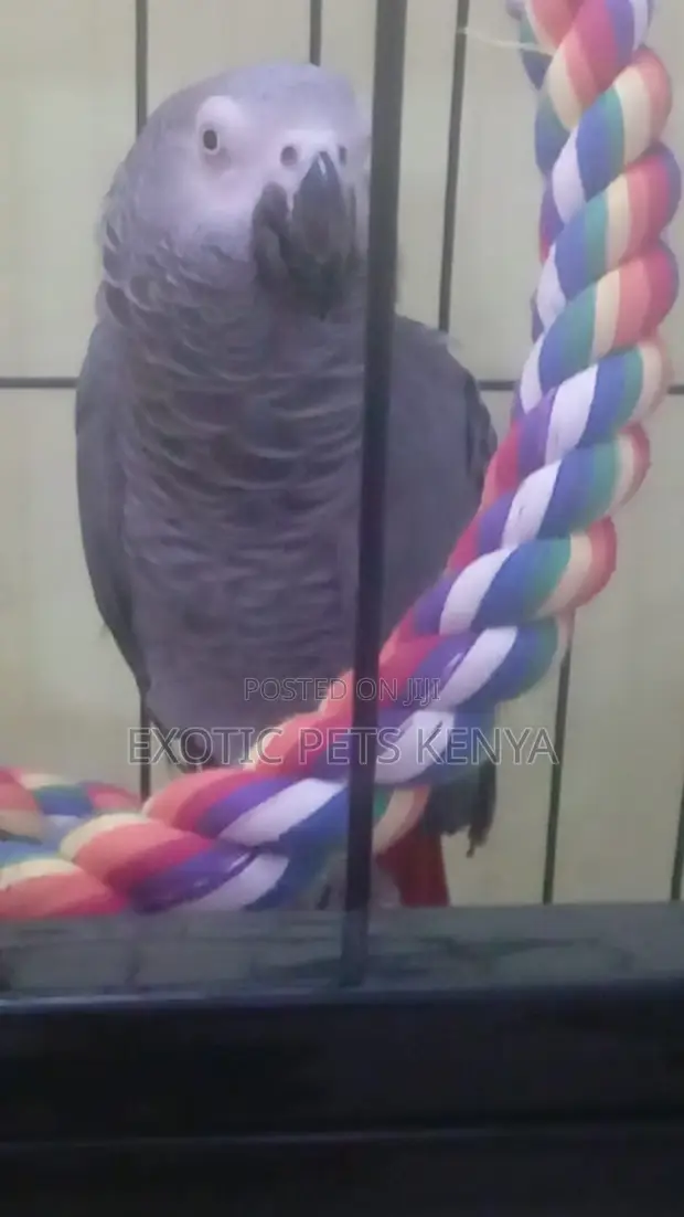 Talking Parrot - 1