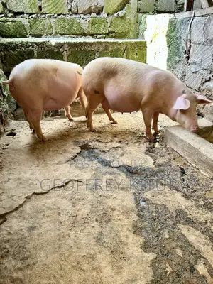 Maxgrow Duroc Gilts (Served & Unserved)