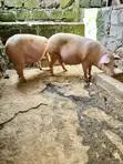 Maxgrow Duroc Gilts (Served & Unserved) - 1