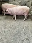 Maxgrow Duroc Gilts (Served & Unserved) - 2