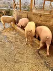 Maxgrow Duroc Gilts (Served & Unserved) - 3