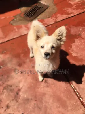 1-3 Month Male Purebred Japanese Spitz Puppy