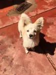 1-3 Month Male Purebred Japanese Spitz Puppy - 1