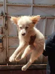 1-3 Month Male Purebred Japanese Spitz Puppy - 2