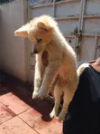 1-3 Month Male Purebred Japanese Spitz Puppy - 3