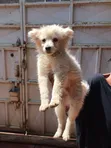 1-3 Month Male Purebred Japanese Spitz Puppy - 4