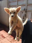 1-3 Month Male Purebred Japanese Spitz Puppy - 5