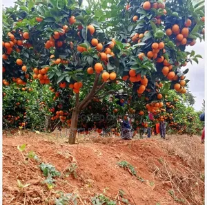 Pixie Oranges