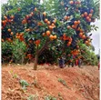 Pixie Oranges - 1