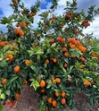 Pixie Oranges - 2