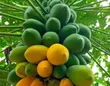 Papaya Fruits - 1