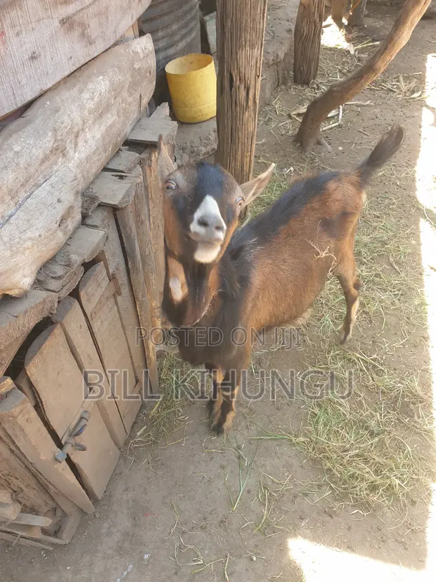 Pure German Alpine Buck - Young Breeding Male (Nakuru) - 1