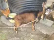 Pure German Alpine Buck - Young Breeding Male (Nakuru) - 4