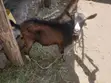 Pure German Alpine Buck - Young Breeding Male (Nakuru) - 5