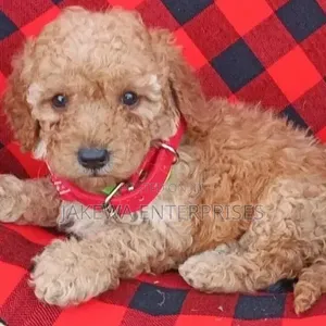 Male Purebred Maltipoo Puppy