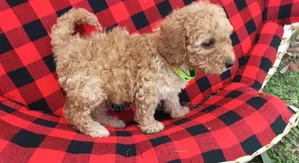 Purebred Female Poodle Puppy