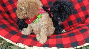 1-3 Month Male Purebred Poodle Puppy