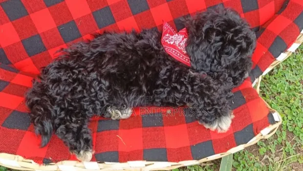 Mbwa Mchanga wa Poodle Safi wa Kike (Miezi 1-3) - 1