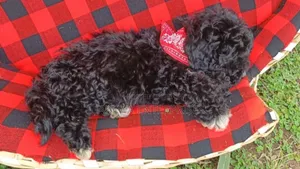 Female Purebred Poodle Puppy (1-3 Months)