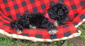 Purebred Poodle Puppy (1-3 Months)