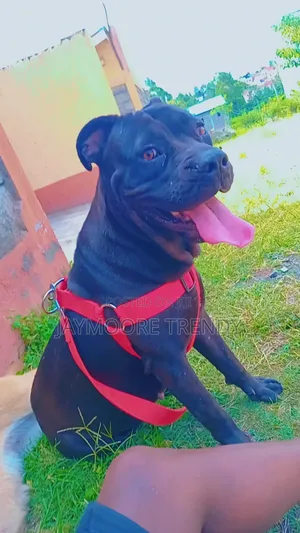 Female American Pit Bull Terrier, 6-12 Months