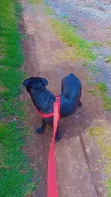 Female American Pit Bull Terrier, 6-12 Months - 2