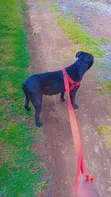 Female American Pit Bull Terrier, 6-12 Months - 3