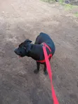Female American Pit Bull Terrier, 6-12 Months - 4