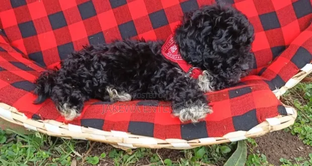 Purebred Female Poodle Puppy (1-3 Months) - 1