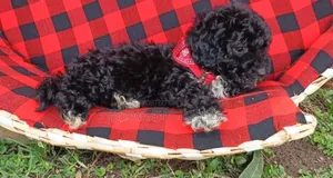 Purebred Female Poodle Puppy (1-3 Months)
