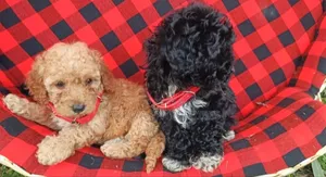 Purebred Poodle Puppy - 1-3 Months Old