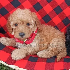 Purebred Poodle Puppy - 1-3 Months Old