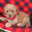 Purebred Poodle Puppy - 1-3 Months Old - 1