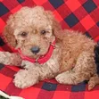 Purebred Poodle Puppy - 1-3 Months Old - 2
