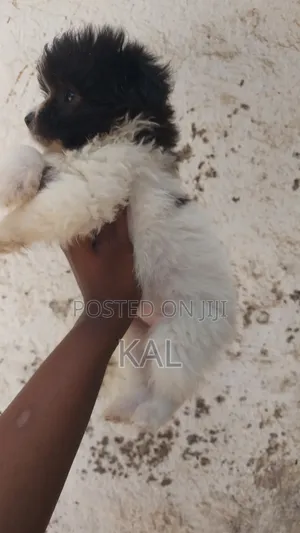 1-3 Months Female Mixed Breed Maltese Puppy