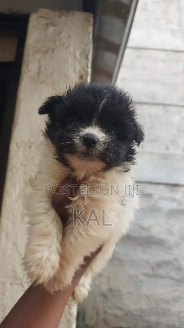 1-3 Months Female Mixed Breed Maltese Puppy - 1