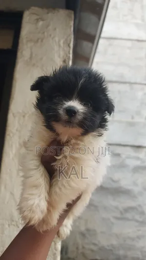 1-3 Months Female Mixed Breed Maltese Puppy