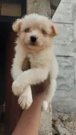 1-3 Months Female Mixed Breed Maltese Puppy - 2