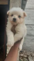 1-3 Months Female Mixed Breed Maltese Puppy - 3