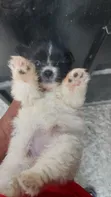 1-3 Months Female Mixed Breed Maltese Puppy - 4