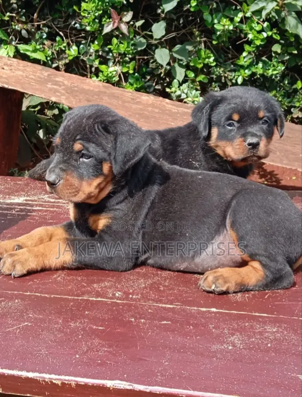 Vibweta vya Rottweiler Safi (Miezi 1-3) - 1