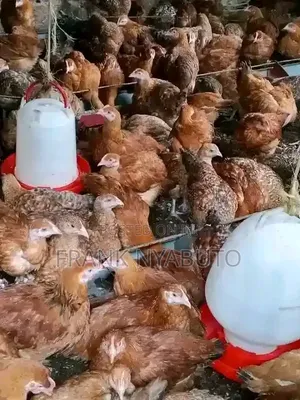 Improved Kienyeji & Rainbow Roosters for Sale