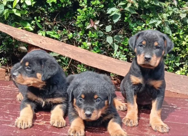 Rottweiler Safi wa Kiume - Miezi 1-3 - 1