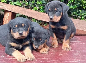 Rottweiler Safi Mwana Mbwa - Miezi 1-3
