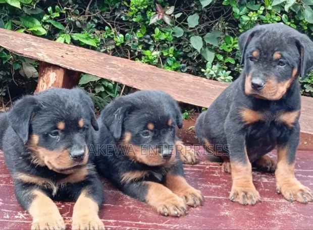 Purebred Rottweiler Puppy - 1-3 Months Old - 1