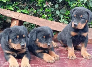 Purebred Rottweiler Puppy - 1-3 Months Old